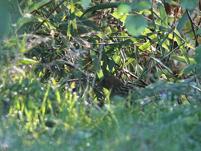 Corncrake, Dalyan, Turkey