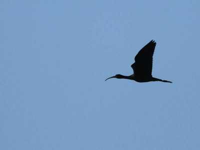 Glossy Ibis, Dalyan, Turkey