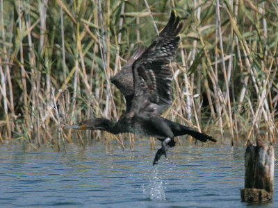 Great Cormorant, Lake Koycegiz, Turkey