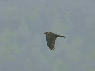 Marsh Harrier, Dalyan, Turkey