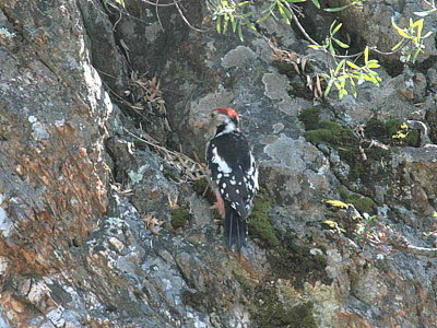Middle-spotted Woodpecker, Iztuzu, Turkey