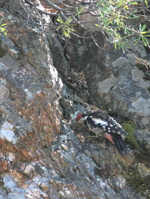 Middle-spotted Woodpecker, Iztuzu, Turkey