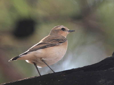 Northen Wheatear, Iztuzu, Turkey