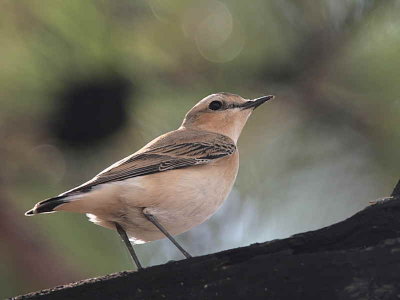 Northen Wheatear, Iztuzu, Turkey