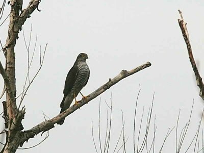Sparrowhawk female, Dalyan, Turkey