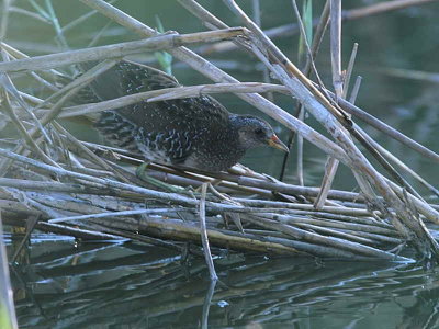 Spotted Crake, Dalyan, Turkey