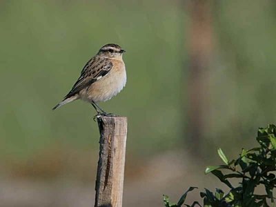 Whinchat, Dalyan, Turkey