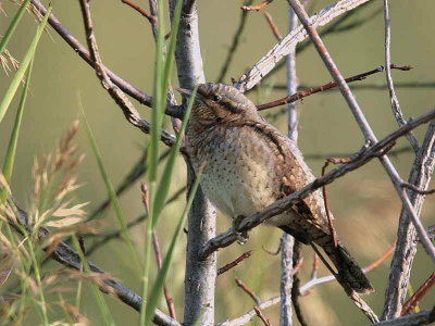 Wryneck, Dalyan, Turkey