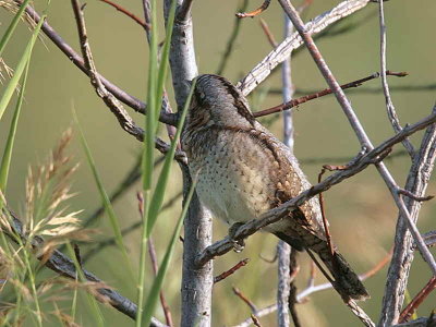 Wryneck, Dalyan, Turkey