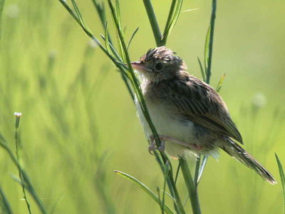 Zitting Cisticola (juvenile), Dalyan, Turkey