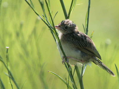 Zitting Cisticola (juvenile), Dalyan, Turkey