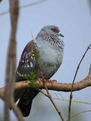Speckled Pigeon, Axum