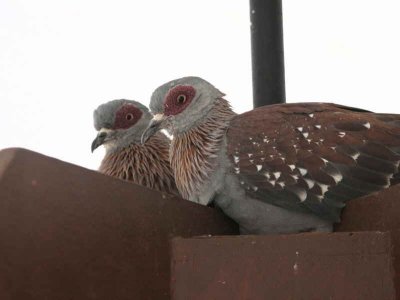 Speckled Pigeon, Bahir Dar