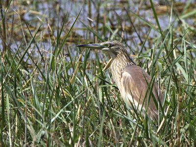 Squacco Heron, Lake Tana