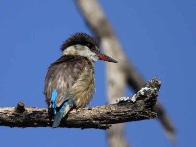 Striped Kingfisher, Lake Langano