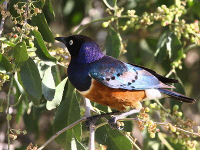 Superb Starling, Lake Langano