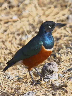 Superb Starling, Lake Langano