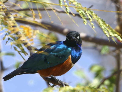 Superb Starling, Lake Langano