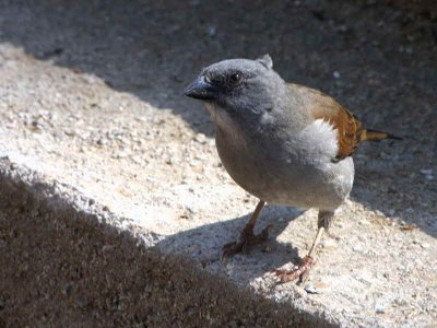 Swainson's Sparrow, Axum