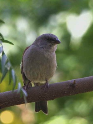 Swainson's Sparrow, Lake Langano
