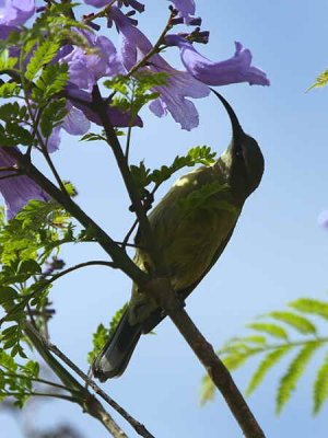 Tacazze Sunbird (female), Axum
