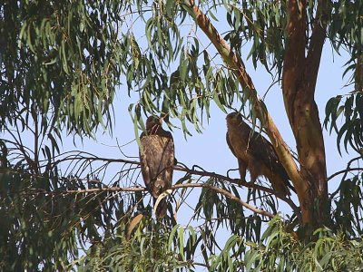 Tawny Eagle, Sululta Plains