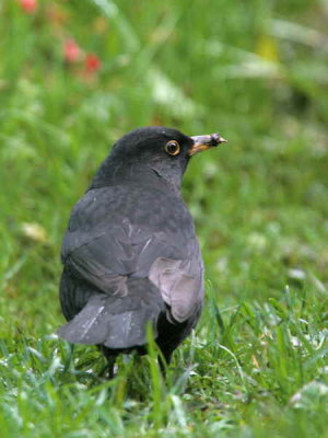 Blackbird, North Ronaldsay, Orkney