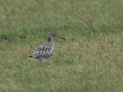 Curlew, North Ronaldsay, Orkney