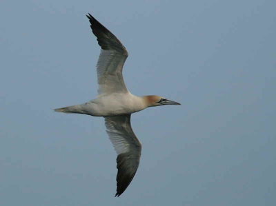 Gannet