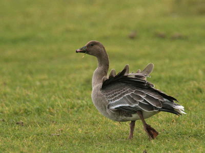 Pink-footed Goose, North Ronaldsay, Orkney