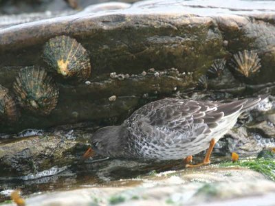 PurpleSandpiper, North Ronaldsay, Orkney