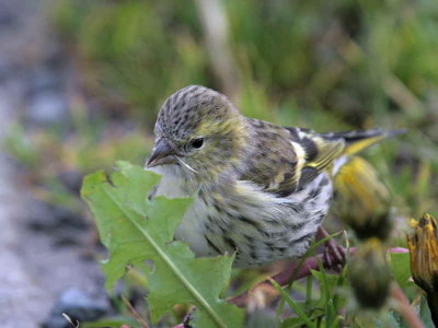 Siskin