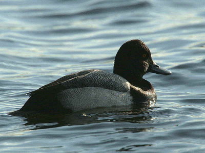 Lesser Scaup, Hogganfield Loch, Clyde