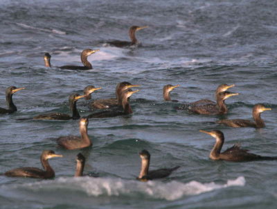 Shag, North Ronaldsay, Orkney