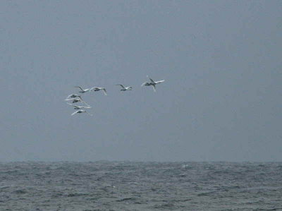 Whooper Swan, North Ronaldsay, Orkney