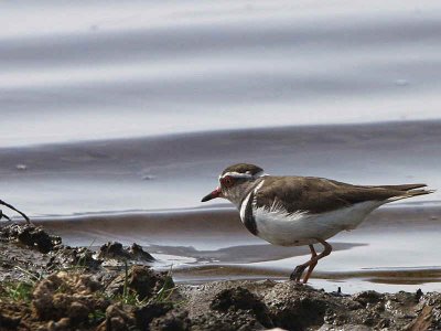 Three-banded Plover, Lake Beseka