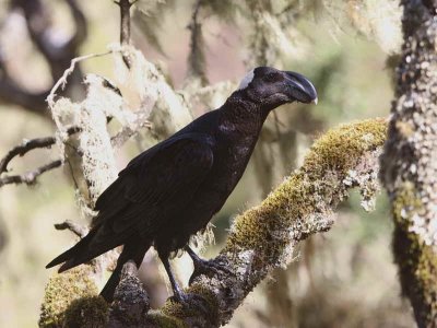 Thick-billed Raven, Simien Mountains NP