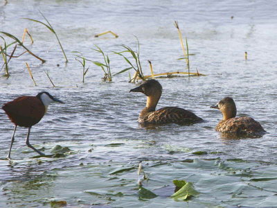 White-backed Duck, Lake Awassa