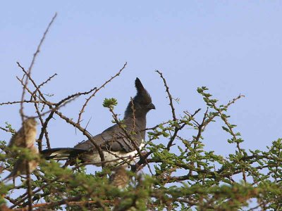 White-bellied Go-away-bird, Awash NP