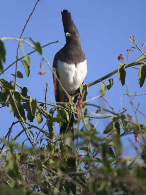 White-bellied Go-away-bird, Lake Langano