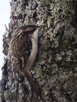 Treecreeper, Shore Wood, Loch Lomond NNR