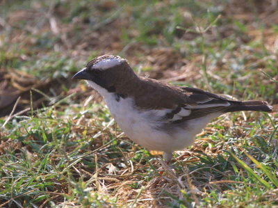 White-browed Sparrow Weaver, Wondo Genet