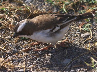 White-browed Sparrow Weaver, Wondo Genet