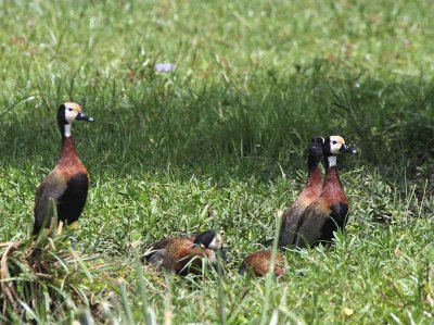 White-faced Whistling Duck, Lake Ziway