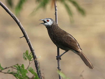 White-rumped  Babbler, Ankober