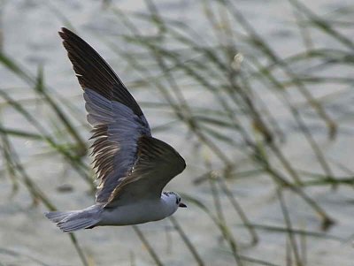 White-winged Tern, Lake Awassa