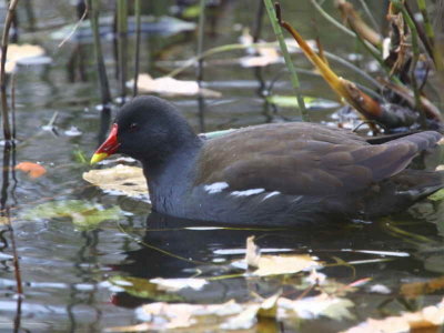 Moorhen, Mugdock CP, Clyde