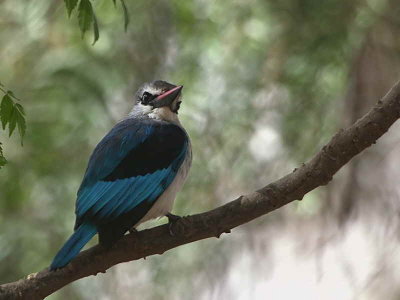 Woodland Kingfisher, Lake Langano
