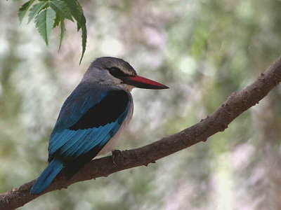 Woodland Kingfisher, Lake Langano