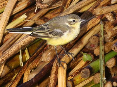 Yellow Wagtail, Lake Awassa